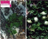 image descripton